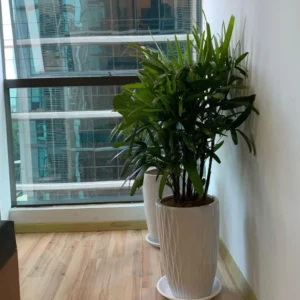 Office plant Lady Palm PROMO