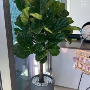Office Plant Fiddle XXL (Hotel Quality)