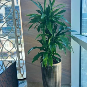Office Plant Dracaena big in Ceramic