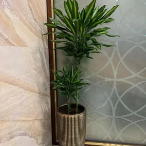 Office Plant Dracaena in Black Gold
