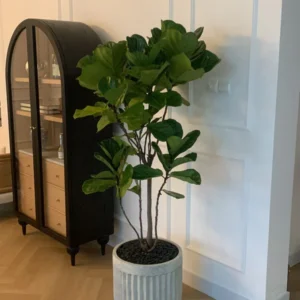 Office Plant Fiddle Premium Quality in Rustic Fiber Pot PROMO