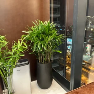 Office Plant Lady Palm in Fiber Black New