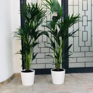 Office Plant Kentia Palm in White Pot Each 150cm NEW