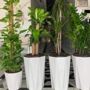 Office Plant Hard to Kill Combo