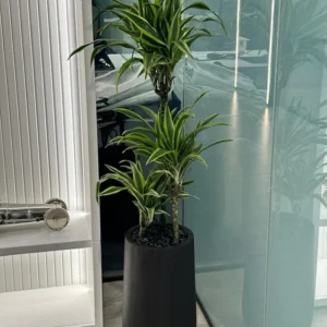 Office Plant Dracaena Dragona