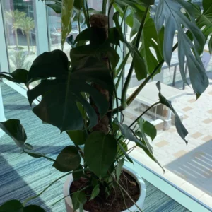 Office Plant Monstera Big ( 150cm to 160cm )