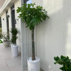 Office Plant Money Tree 160cm Single Stem