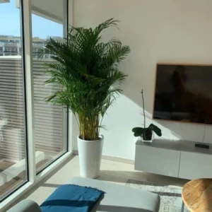 Office Plant Areca Big 7-10feet