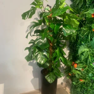 Office Plant Monstera Big in Black Matte