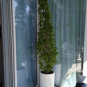 Cone Shape Ficus Each