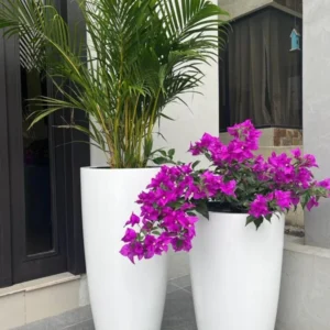 Outdoor Plants Bundle in white ceramic Pots