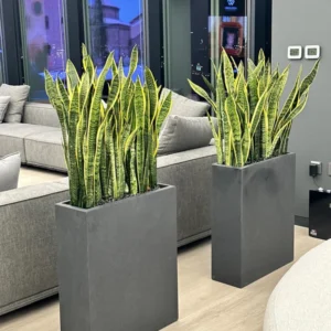 Snakeplant Office Plants in Fiber Long Each