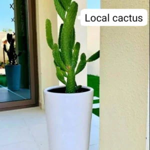 Cactus Thailand in Long Pot