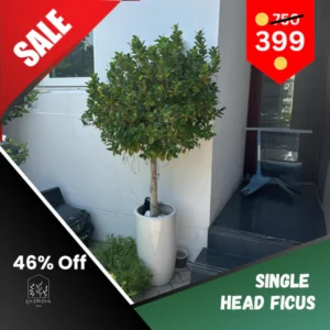 Ficus Outdoor Plant Single Head