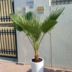 199DH Washintonia Big in Long Pot PROMO