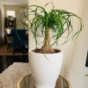 Ponytail Palm