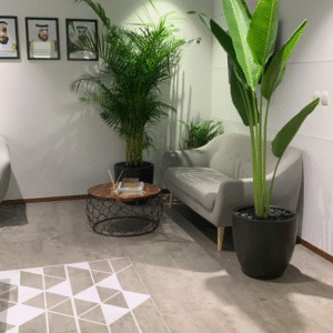 Office Plants Big Areca + Big Travellers Palm Bundle
