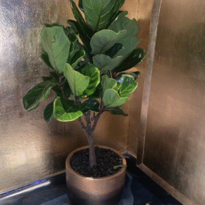 Fiddle XL (Hotel Quality)