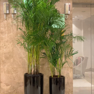 Areca Palm Bundle of 2 (Big and Medium)