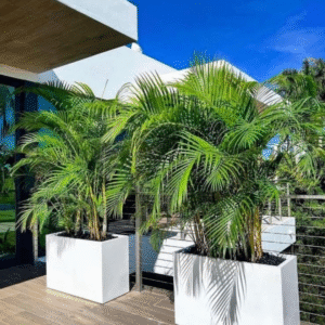 Outdoor Areca In Rectangle