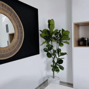 Fiddle Big in white pot NEW