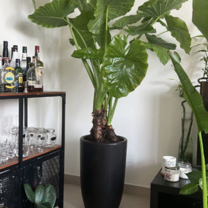 Office Plant Giant Taro
