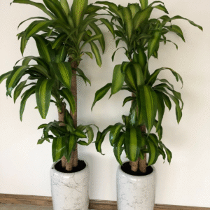 Office Plants Fortune Plant in Marble bundle2pc