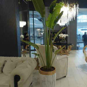 Travellers Palm BIG in White Gold PROMO 3m