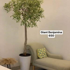 Ficus benjamina PROMO