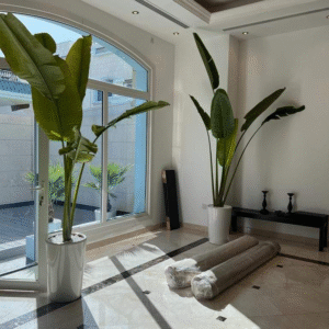 Indoor Plants Travellers Palm Bundle XL (3m)