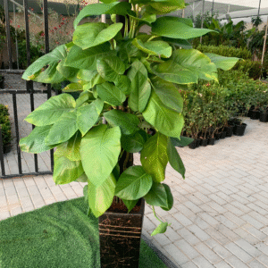 Office Plants XL Philodendron each