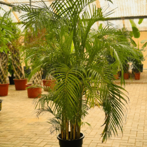 Big Areca 2m in Nursery Pot