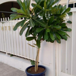 Frangipani XXL outdoor