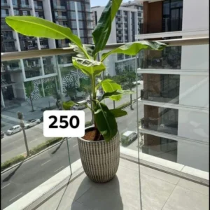 Banana Tree Outdoor