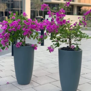 410DH Bougainvillea bundle in long pots