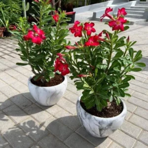 Desert rose in marble pot bundle