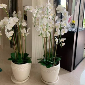 Artificial Orchid Buy 1 Take 1