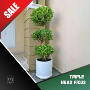 Ficus Triple Head in Fiber Premium Quality Outdoor Plant
