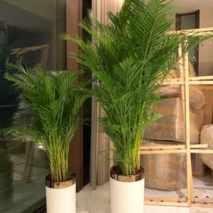 Office Plants Bundle Areca Palm