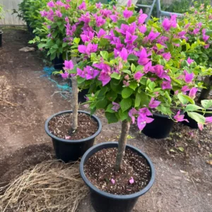 180DH Bougainvillea Purple Single Head Each