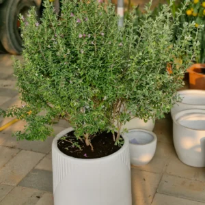 Lavender Lights Large (Leucophyllum)