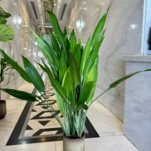 Cast Iron Plant in Beige