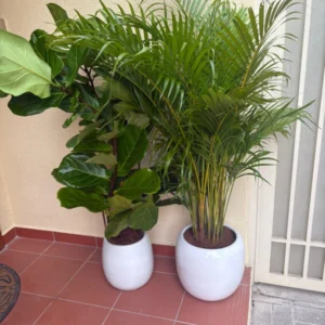 Power House Plants Bundle Areca + Fiddle